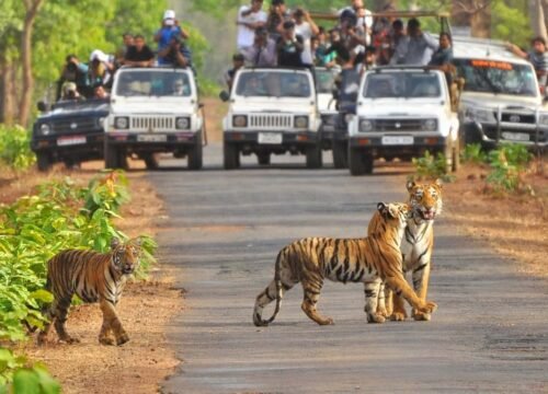 Jim Corbett National Park