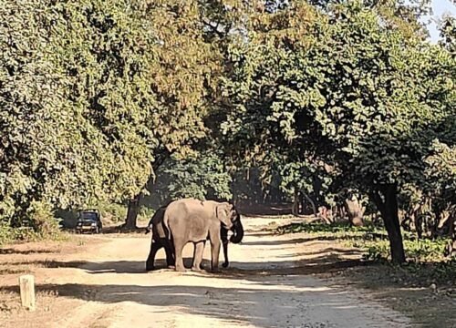 Sitabani forest Reserve